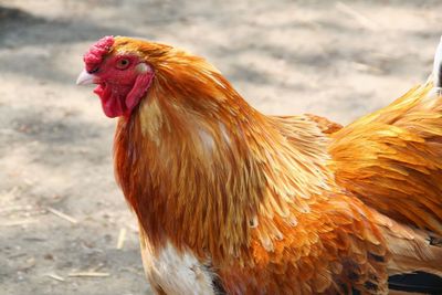 Close-up of rooster