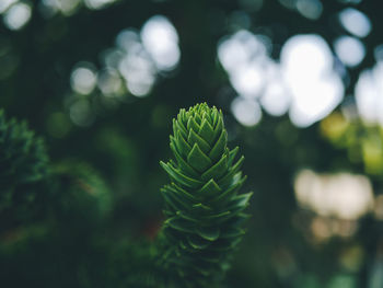 Close-up of fern leaves