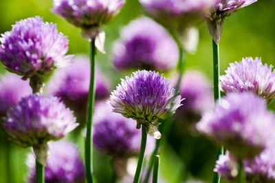 Close-up of pink flowers