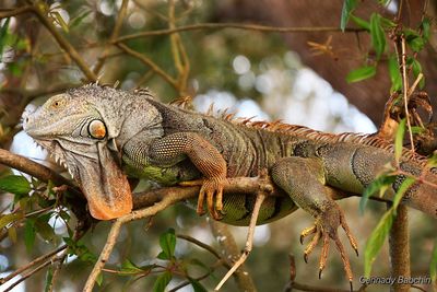 Close-up of lizard on tree