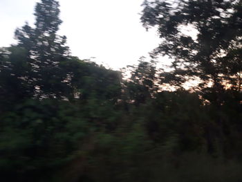 Low angle view of trees against sky