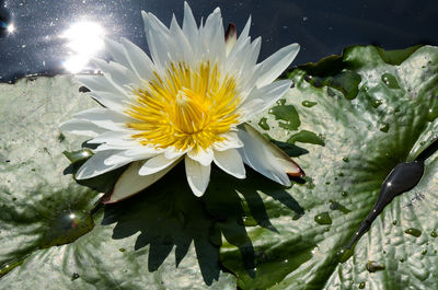 Close-up of water lily blooming outdoors