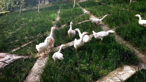 Birds on grassy field