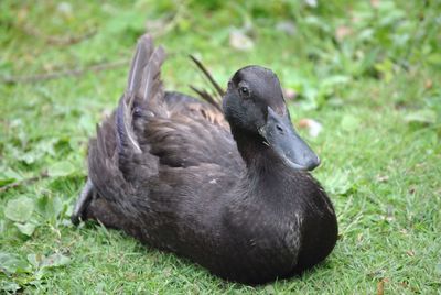 Duck on field