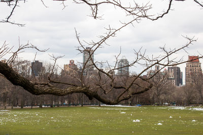 Bare trees on field by buildings against sky
