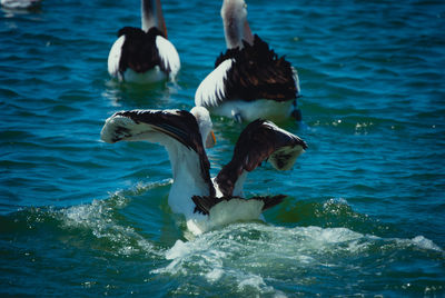 Ducks swimming in sea