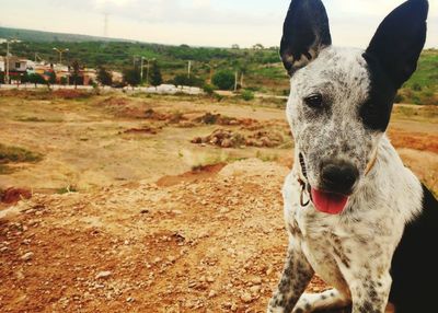 Close-up portrait of dog on field against sky
