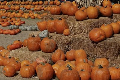 Close-up of pumpkins at market