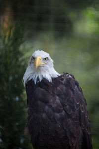 Close-up portrait of eagle against blurred background