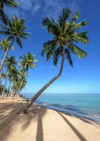 Coconut palm trees at beach against sky