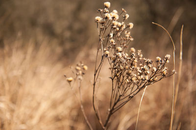 Close-up of flower buds