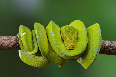 Close-up of green lizard on branch