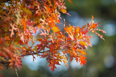 Close-up of maple leaves on tree during autumn