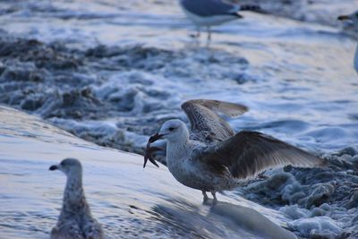 Seagulls flying over sea