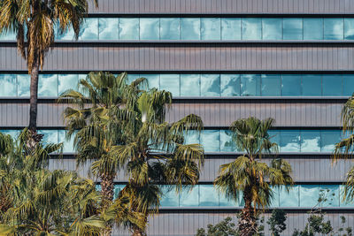Palm trees by swimming pool against building
