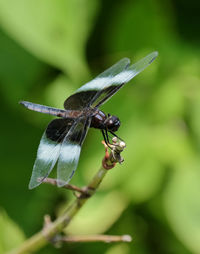 Close-up of dragonfly on plant