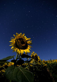 Close-up of sunflower on field against sky