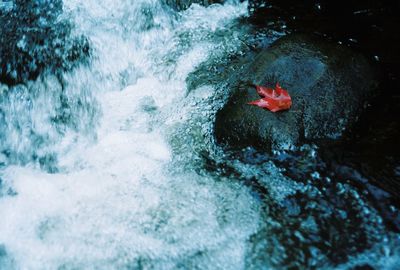 Close-up of turtle swimming in water