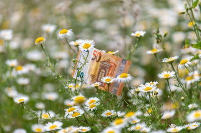 Close-up of daisy flowers on field