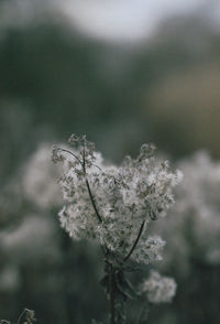 Close-up of tree