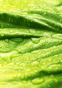 Close-up of raindrops on green leaves