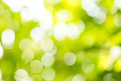 Defocused image of green leaves