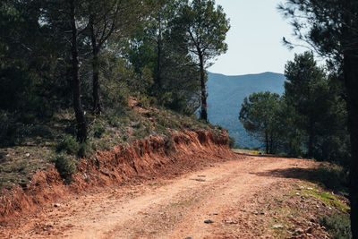 Dirt road amidst trees and mountains