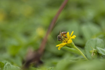 Close-up of insect on plant