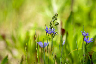 Close-up of purple crocus flowers on field