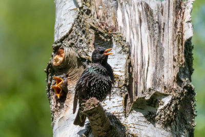 Close-up of starling on tree trunk feeding its young