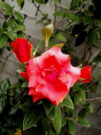 Close-up of red flowers blooming outdoors