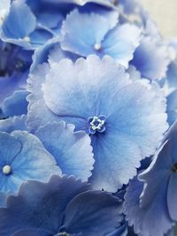 Full frame shot of purple hydrangea flower