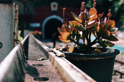 Close-up of plant against blurred background