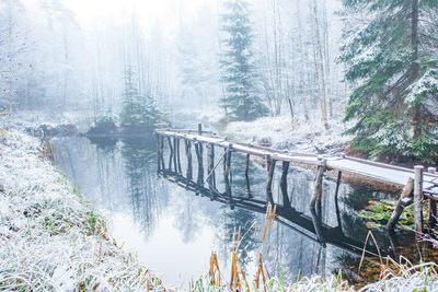 Pine trees in forest during winter