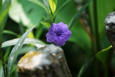 Close-up of purple flowering plant