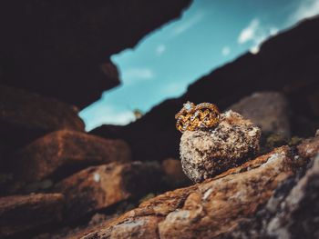 Close-up of lizard on rock