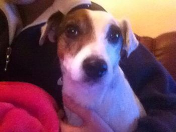 Close-up portrait of puppy