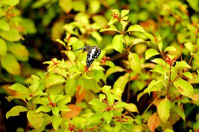 Close-up of insect on plant