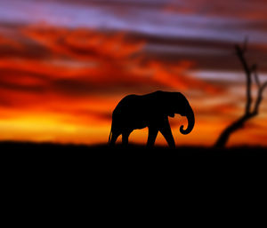 View of animal on field at sunset