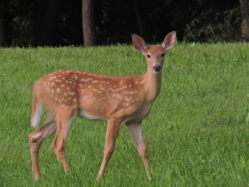 Portrait of deer standing on grass