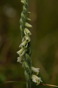 Close-up of rope tied plant