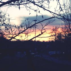 Silhouette of trees at sunset