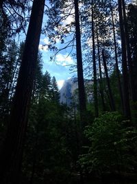 Low angle view of trees in forest