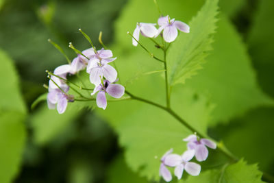 Close-up of purple flowering plant