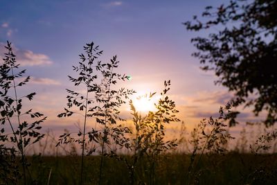 Close-up of stalks against sunset sky