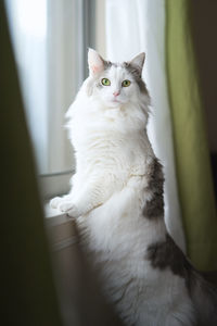 Close-up portrait of white cat at home