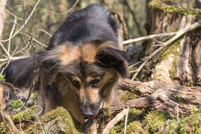 Close-up of a dog on field