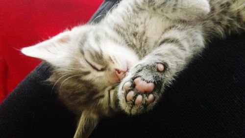 Close-up of cat sleeping