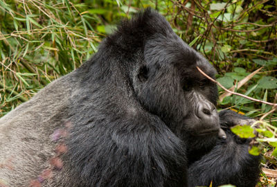 Gorilla resting on field at mgahinga gorilla national park