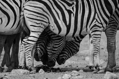 View of zebra grazing in a field